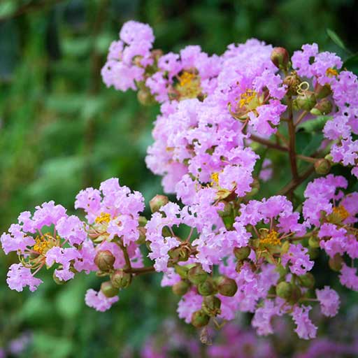 Muskogee Crape Myrtle