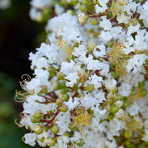 Natchez Crape Myrtle