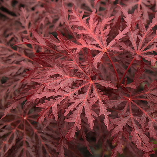 red velvet viking japanese maple leaves