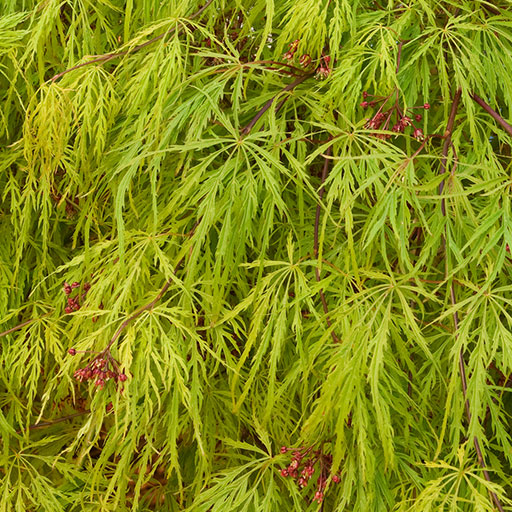 green waterfall japanese maple leaves