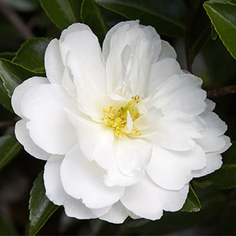 White Doves Camellia