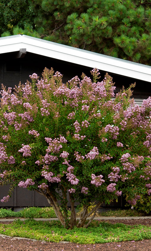 Muskogee Crape Myrtle has high impact blooms in summer and beautiful bare branches in winter.