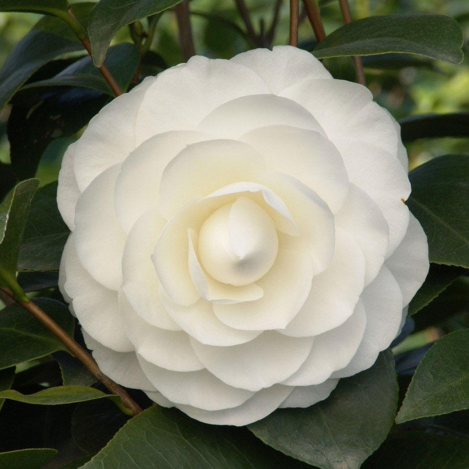 Nuccio's Gem Camellia