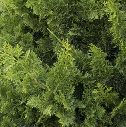 Jade Waves™ Fernspray False Cypress