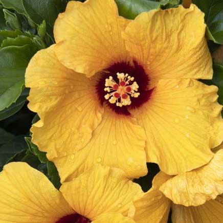 Jazzy Jewel® Gold Hibiscus