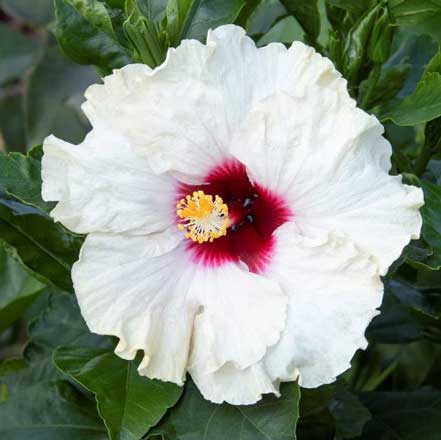 Jazzy Jewel® Opal Hibiscus