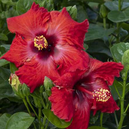 Jazzy Jewel® Ruby Hibiscus