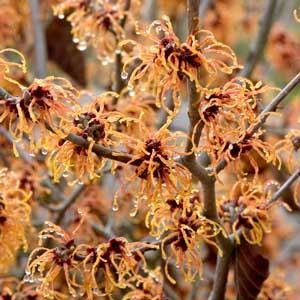 Jelena Witch Hazel