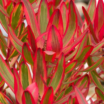 red and green jester conebush