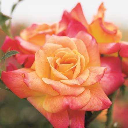 pink and peach rose