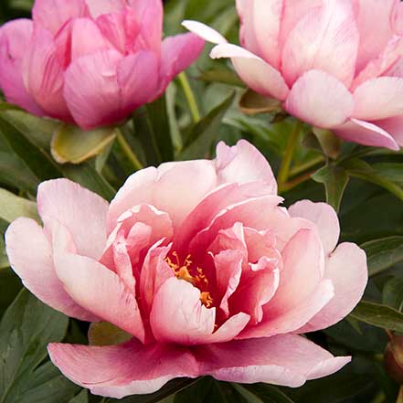 Keiko™ (Adored) Itoh Peony