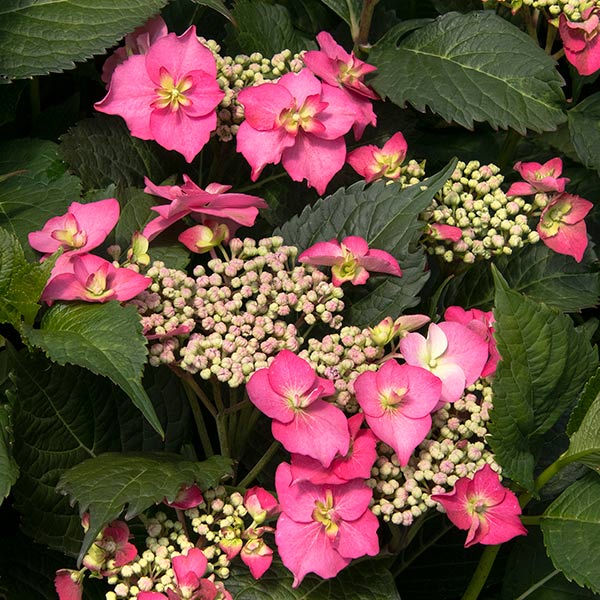 Seaside Serenade Cape May Hydrangea