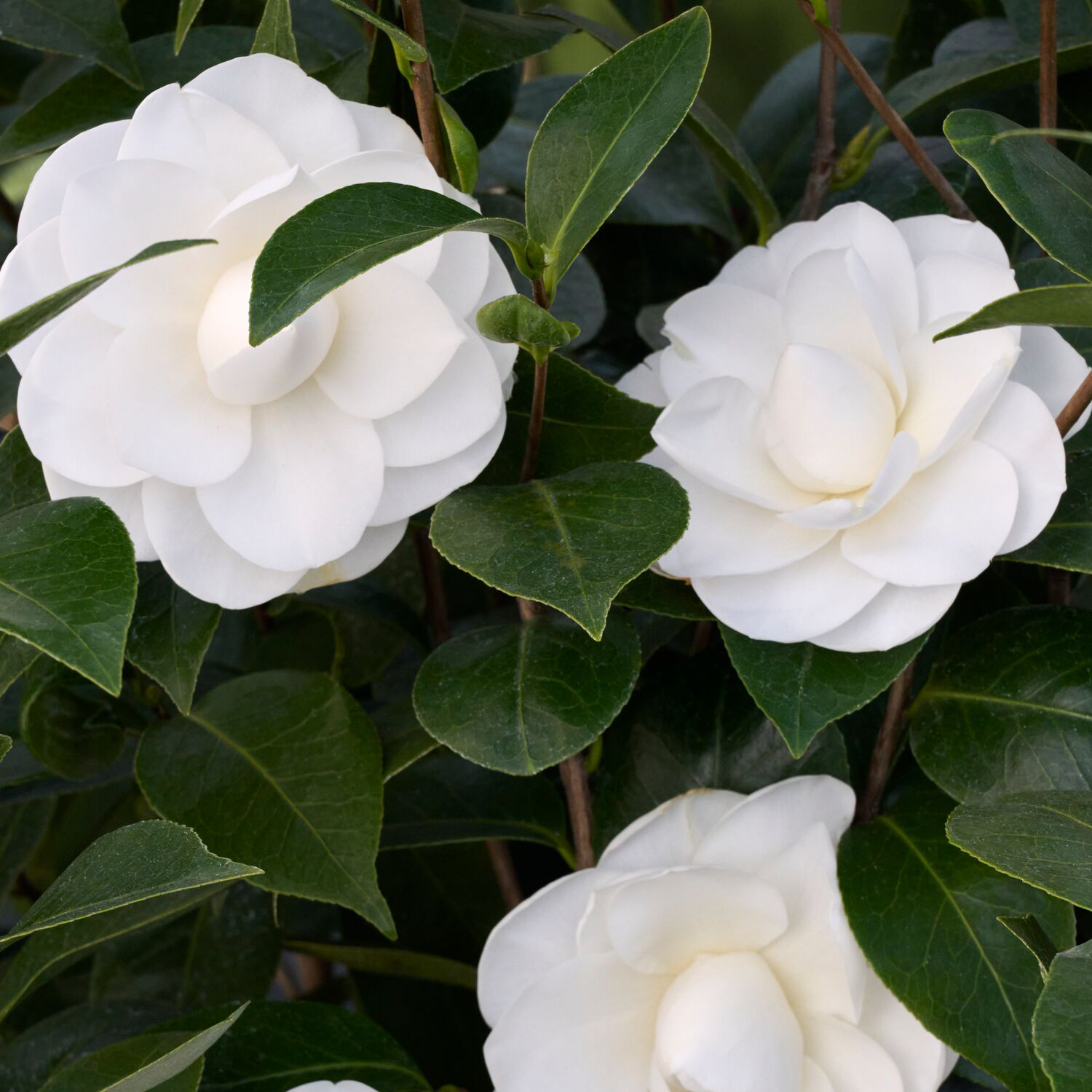 White blooms of Nuccio's Gem Camellia