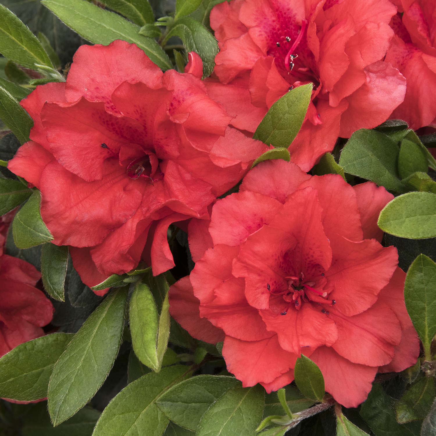 Flowers of Double Shot® Salmon Azalea