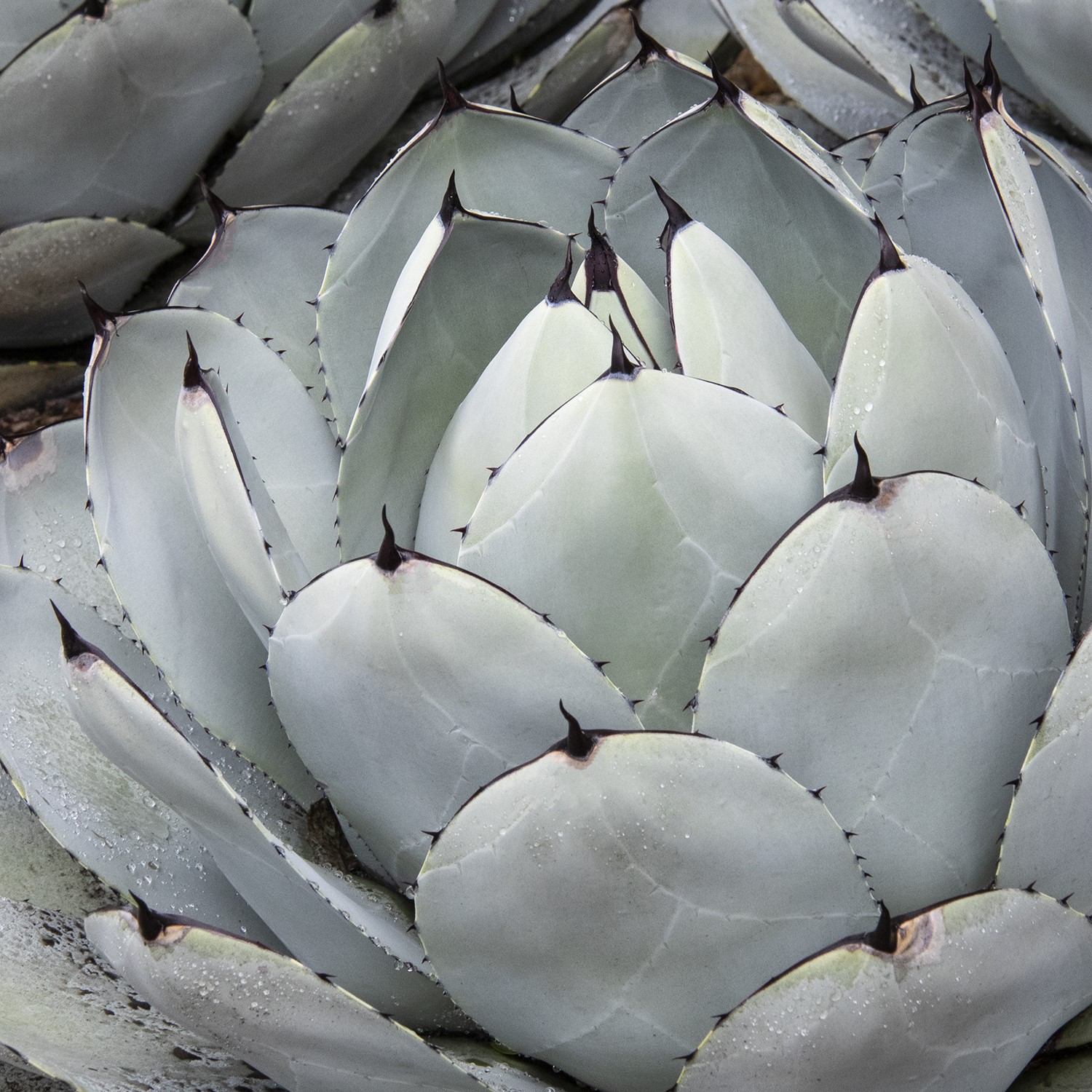 Artichoke Agave