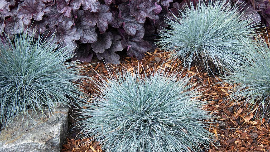 Elijah Blue Fescue