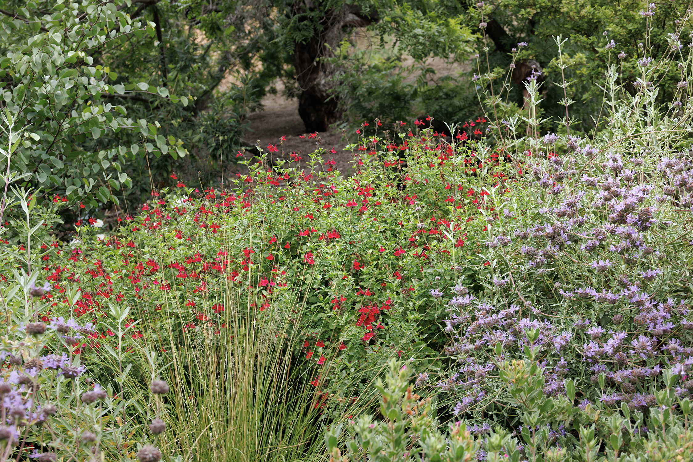 40917_Salvia_greggii_Radio_Red_among_Salvia_Allen_Chickering__7722