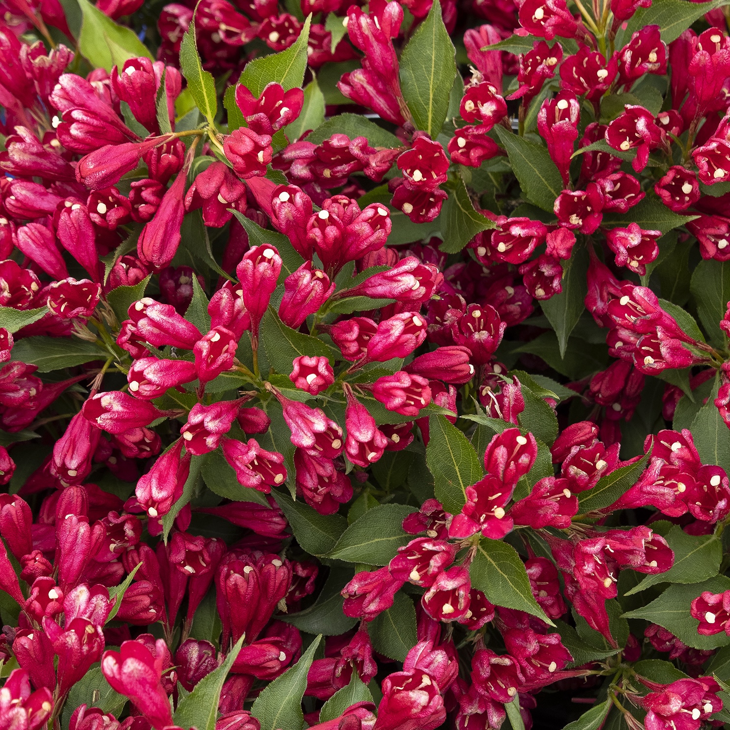 red tubular flowers