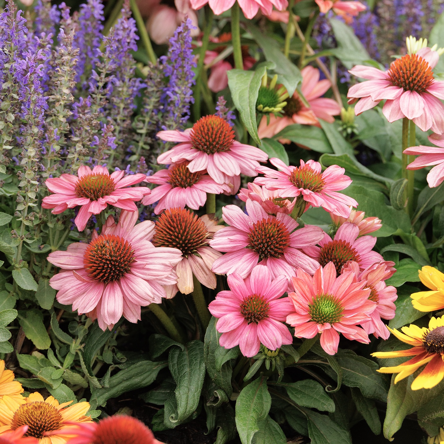 41360_Echinacea_hybrid_Balevoeen_Evolution_Colorific_K863MNC