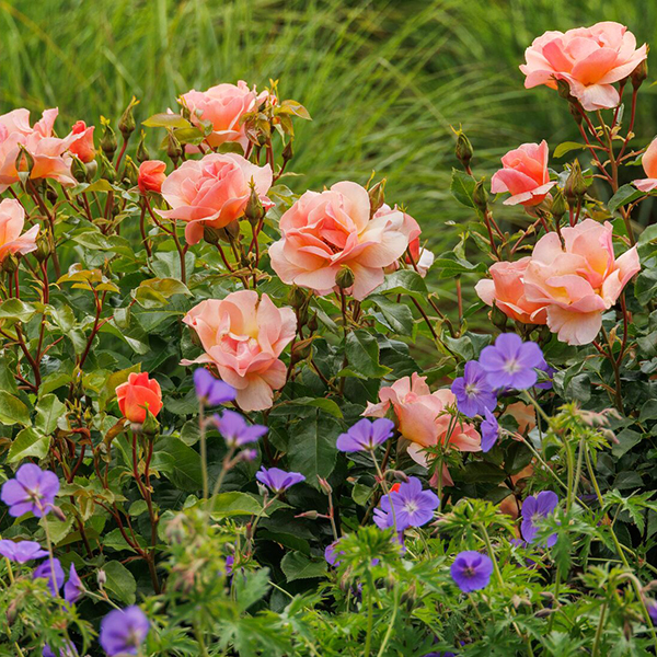 42052_Rosa_x_RUIRI0091A_Nitty_Gritty_Peach_among_Geranium_x_Rozanne__3092MNC