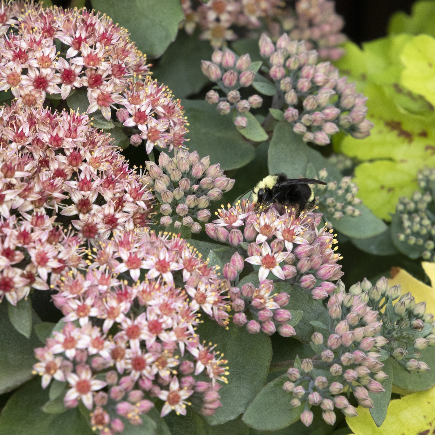 Evolution™ Emerald Ice Sedum
