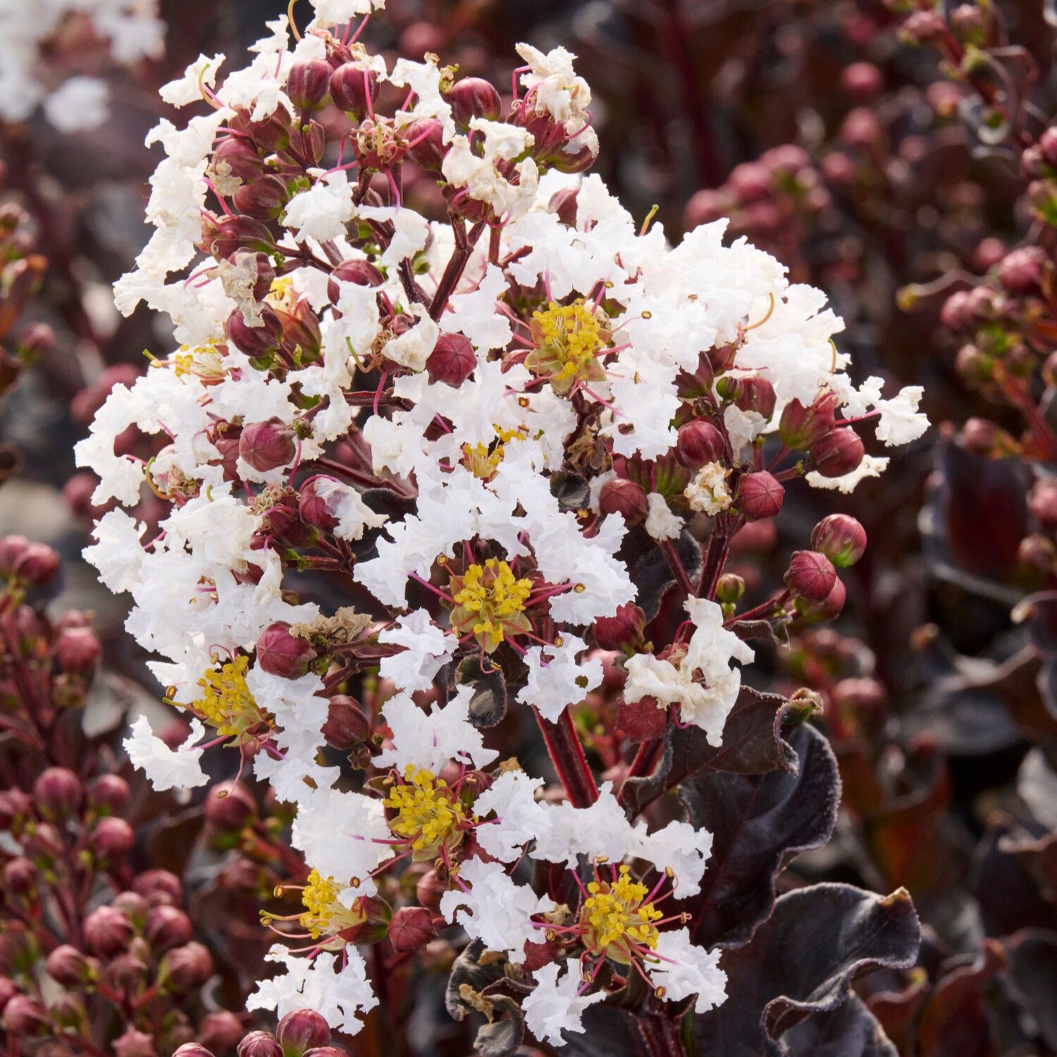 Summerlasting Coconut Crape Myrtle