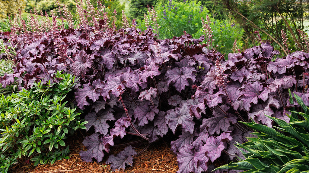 44089_Heuchera_x_villosa_TNHEUGA_with_40362_Hosta_x_Praying_Hands__1757MNC