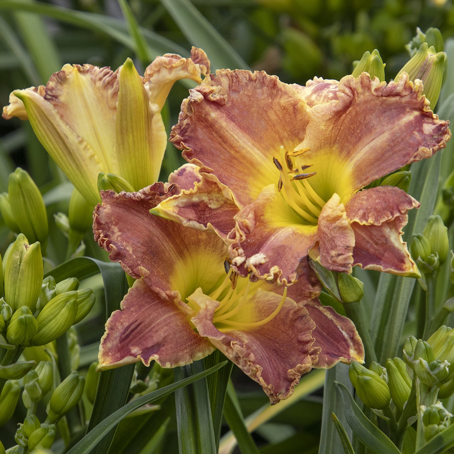 Titan Skye Daylily