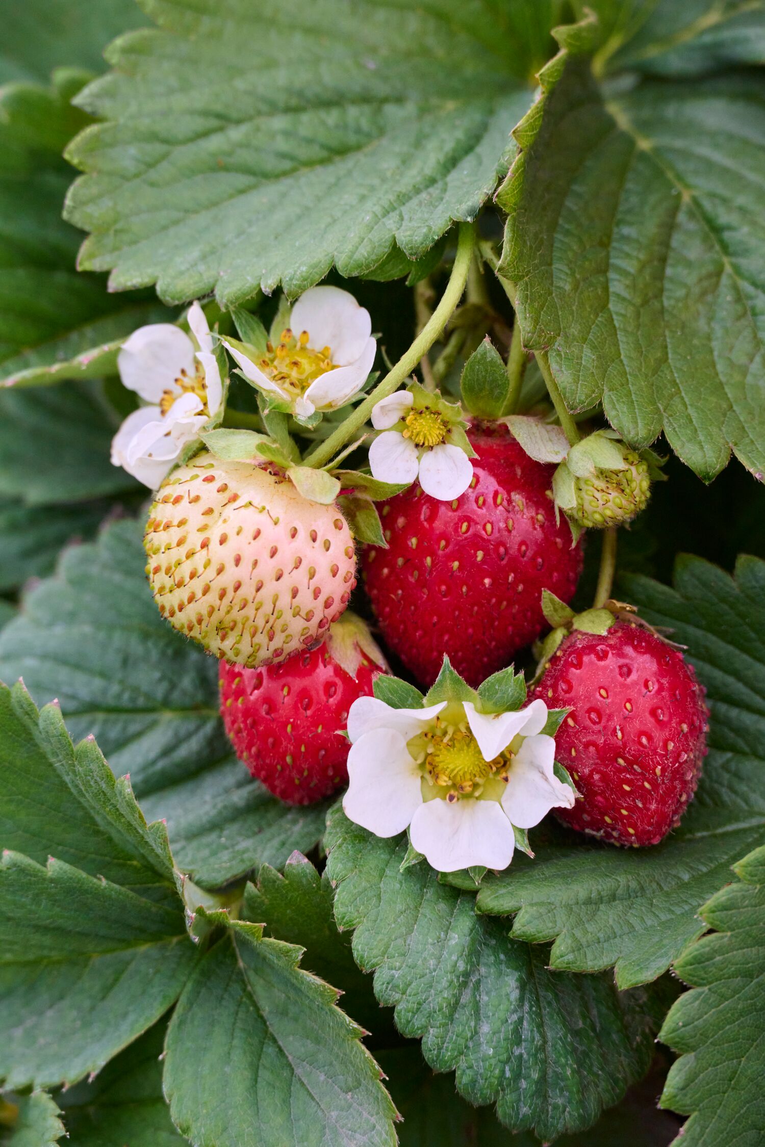 Fragaria Eversweet 45047_Fragaria_x_ananassa_Eversweet__0370MNC_1_