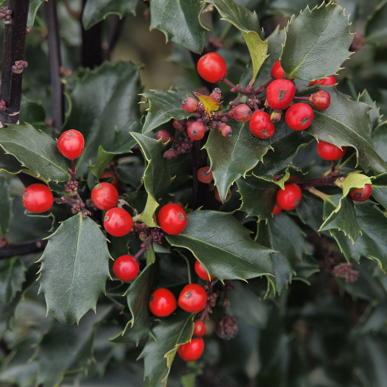 bright red berries on holly