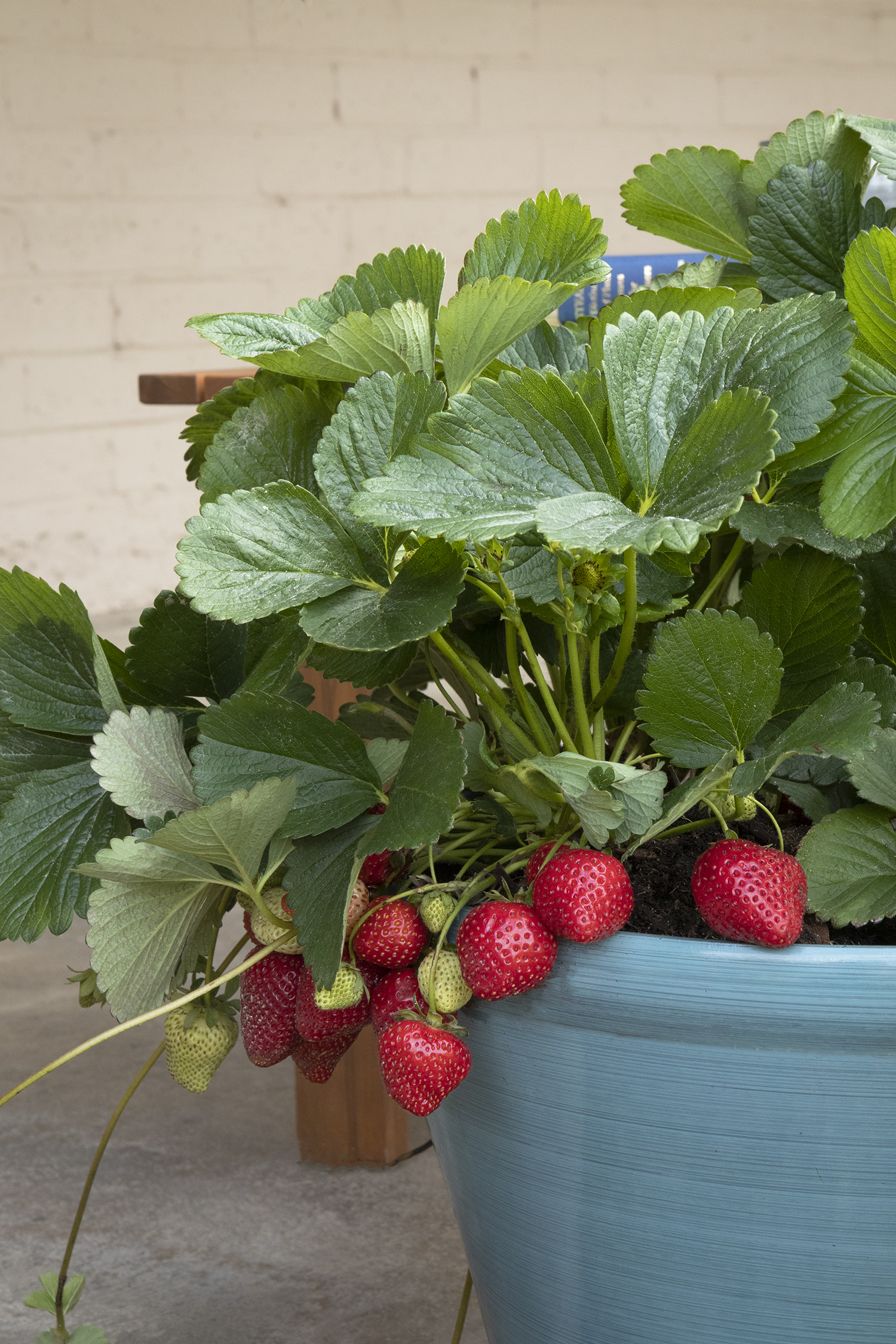 Fragaria Seascape 6836_Fragaria_x_ananassa_Seascape__2154