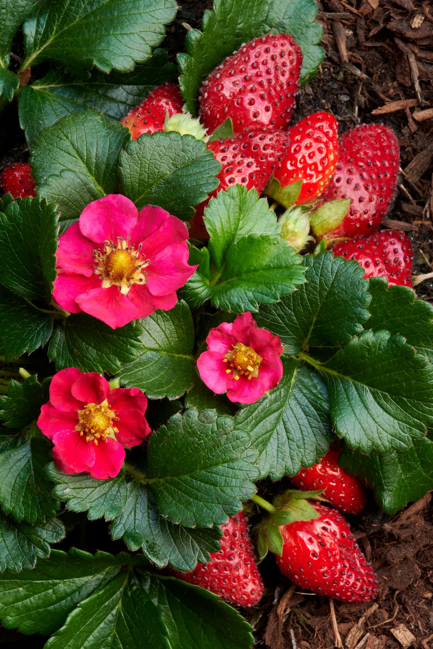 Fragaria Toscana 8609_FRAGARIA_X_ANANASSA_TOSCANA_031MNC
