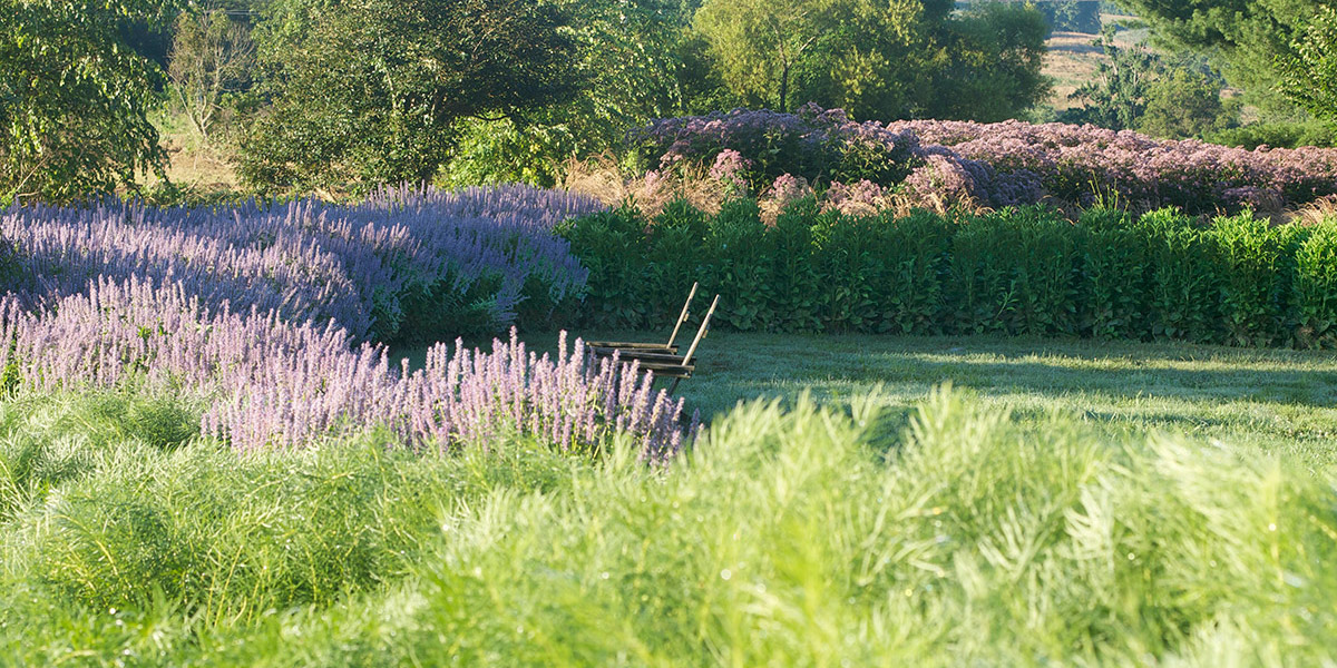 large swaths of movement are created in Pell's Stylized Meadow with mass plantings