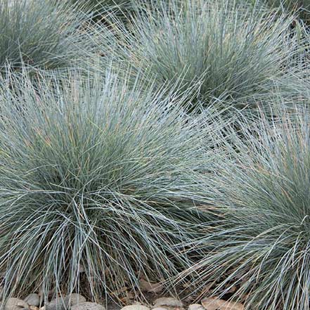 Elijah Blue Fescue grass