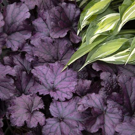 forever purple heuchera