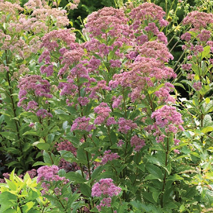 dwarf joe pye weed