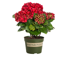 46940-Hydrangea-macrophylla-Hokocentennial-Centennial-Ruby_7385_200px