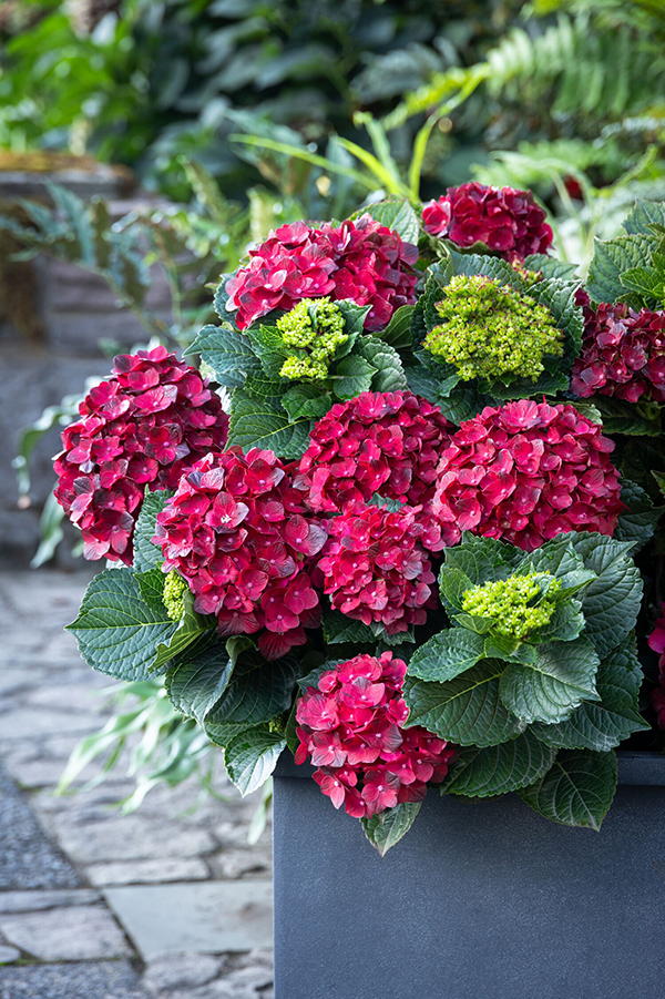 46940-Hydrangea-macrophylla-_Hokocentennial_-Centennial-Ruby-patio-container_6893_MNC_flat_600wide