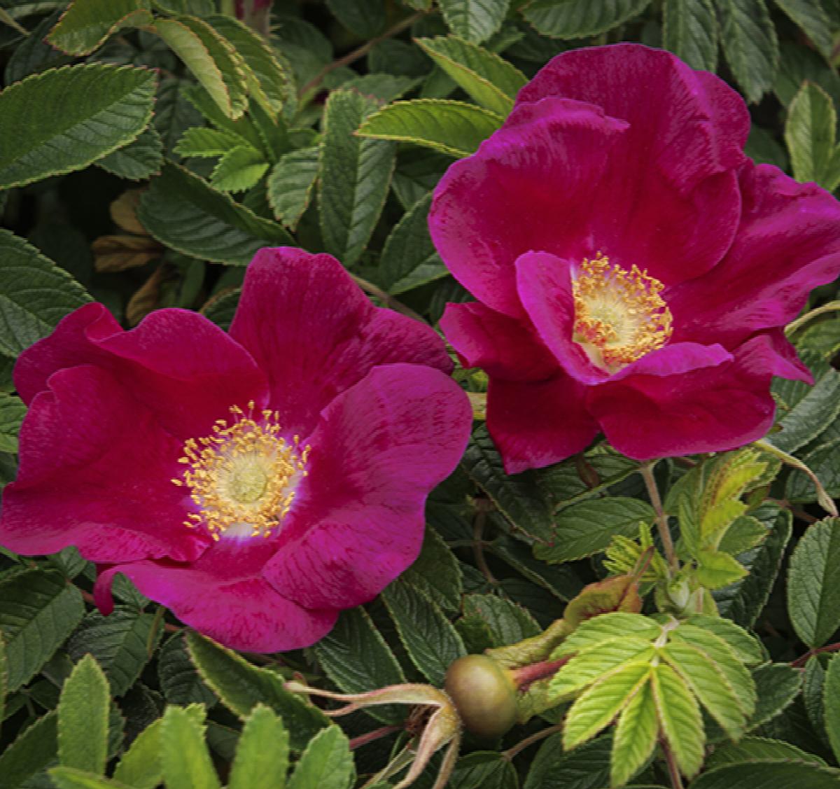 Seaside Swirl Red Rugosa Rose