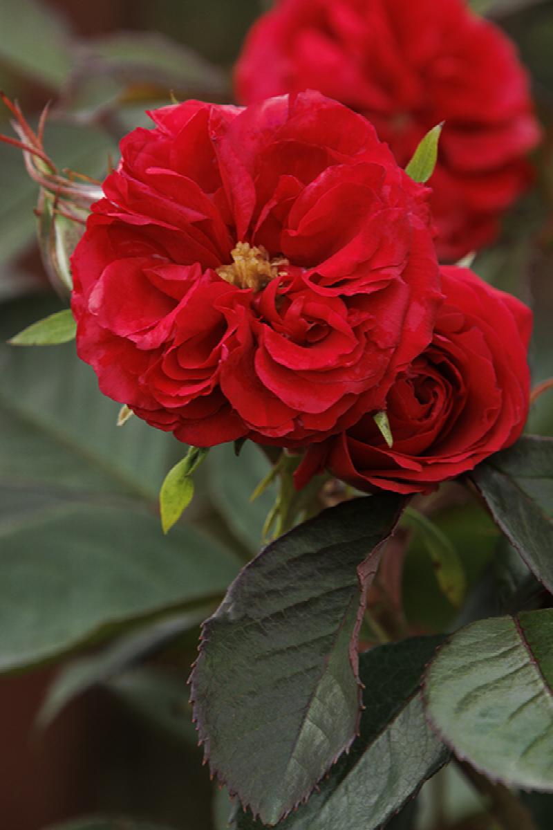 Heavenly Ascent Red Climbing Rose