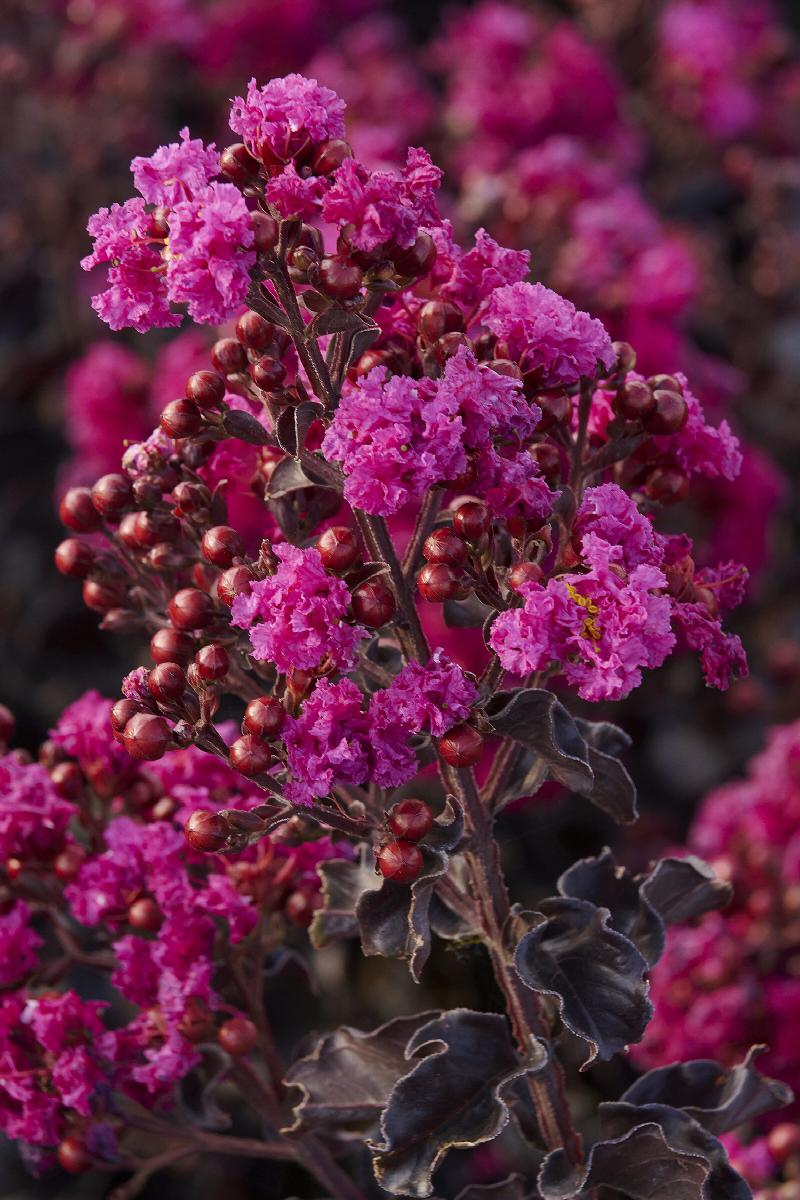 Summerlasting Raspberry Crape Myrtle