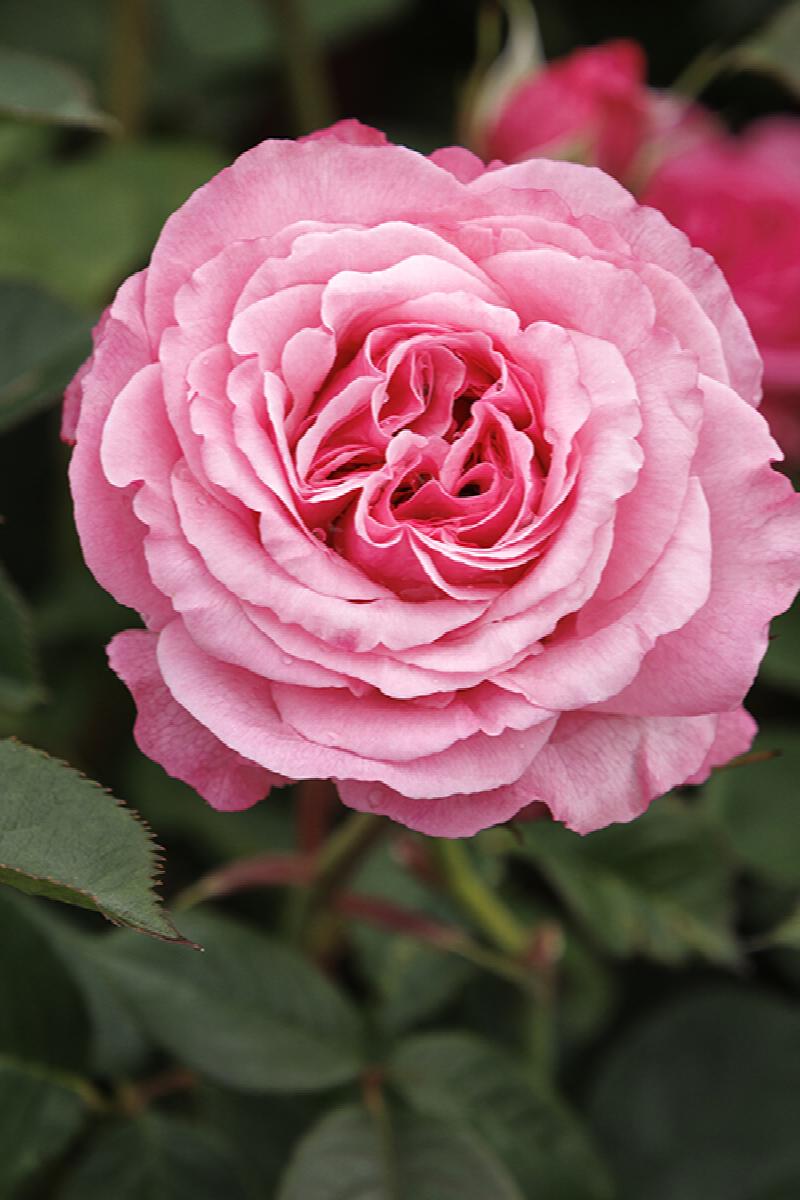 Heavenly Ascent Pink Climbing Rose