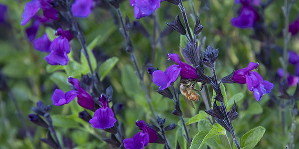 VIBE Ignition Salvia Series