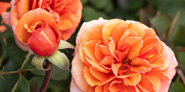 eau de parfum bliss rose