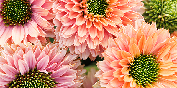 sunseeker® pumpkin pie coneflower