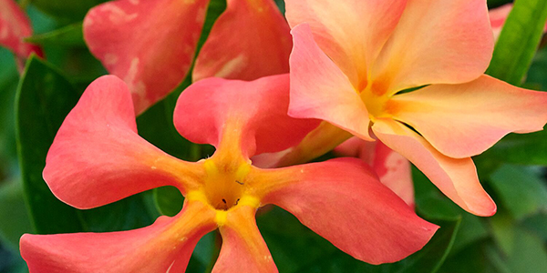 Flame Thrower® Redbud