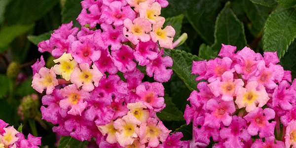 Fiesta Limona Rosa Lantana