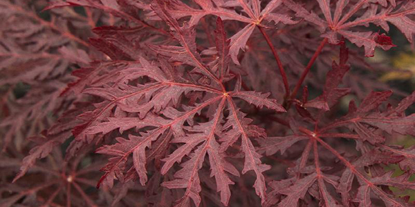 Velvet Viking Japanese Maple