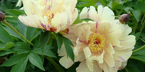 Garden Candy Blueberry Itoh Peony