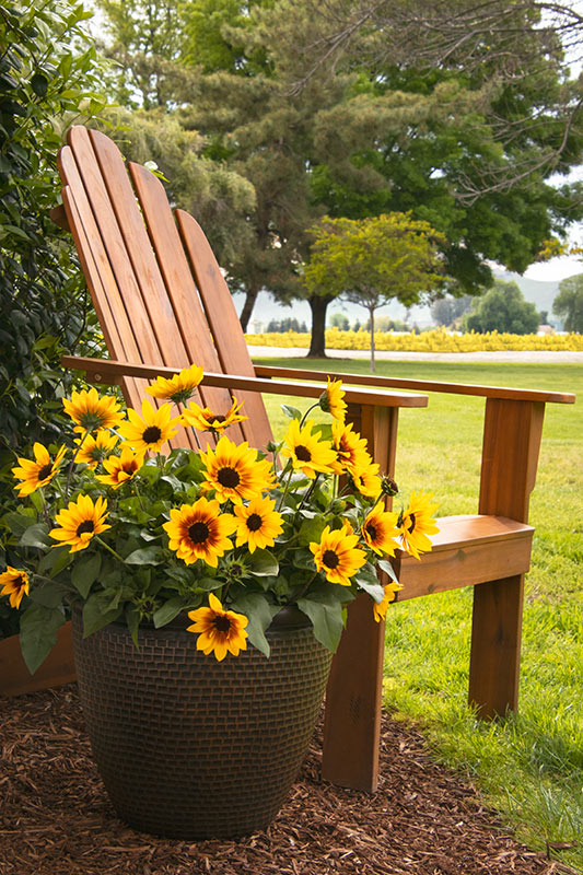Sunbelievable Chair 43002_SunBelievable_1063_landingpage